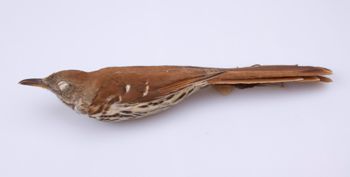 Media type: image;   Ornithology 188917